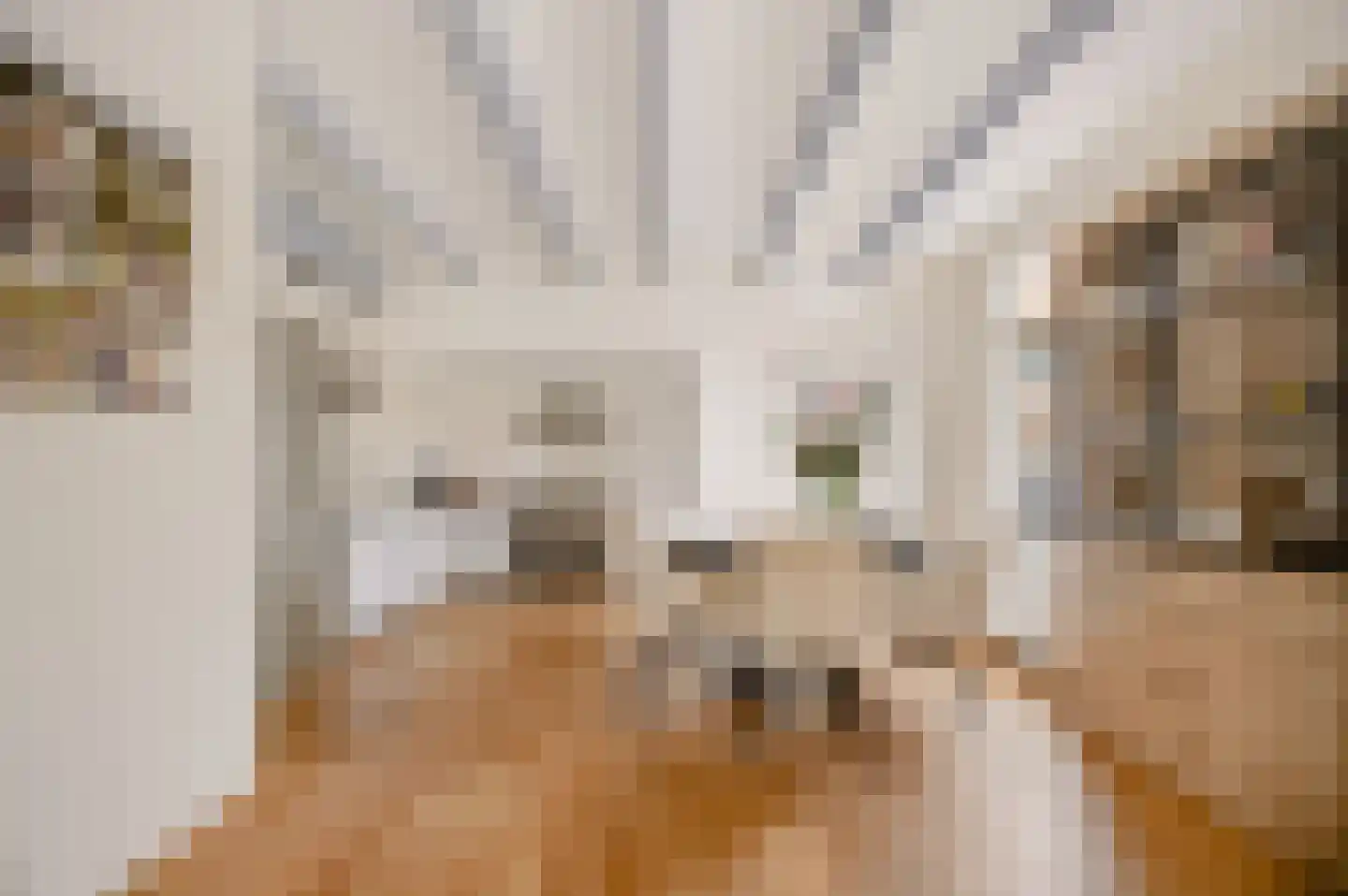 Vermaningsteeg 2 Hippolytushoef thumbnail 18