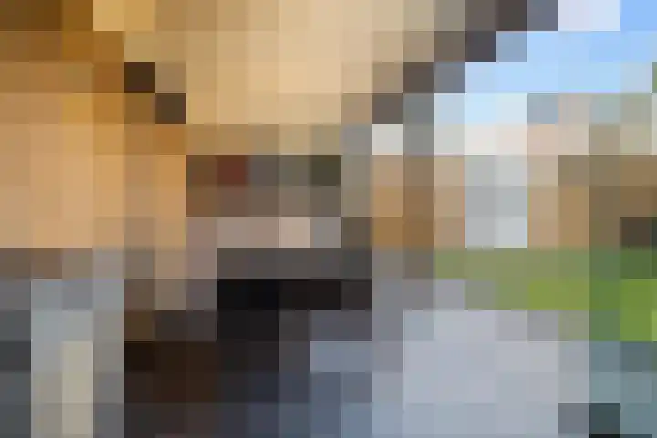 Vermeerstraat 12 Sprang-Capelle thumbnail 17
