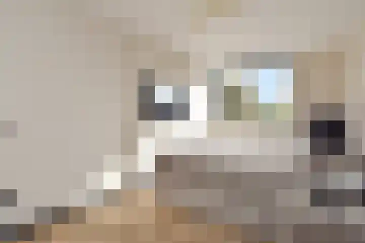 Vermeerstraat 18 Bleiswijk thumbnail 34