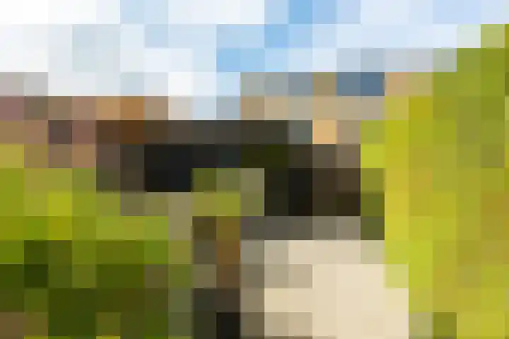 Vermeerstraat 4 Bleiswijk thumbnail 33