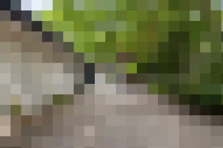 Vermeerstraat 8 Anna Paulowna thumbnail 6