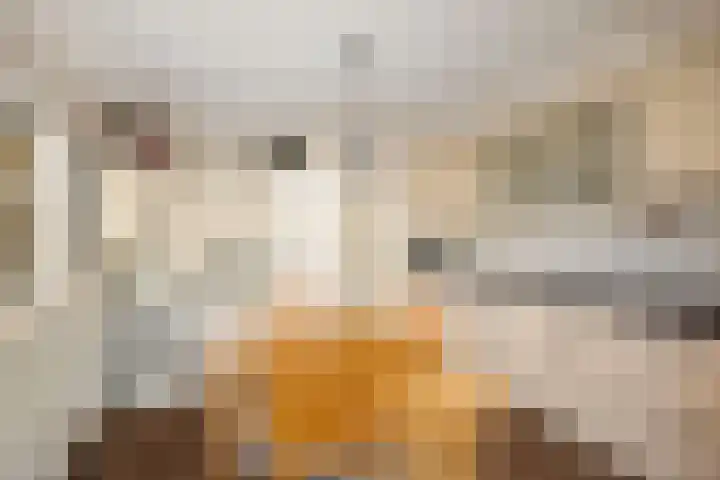 Vermeersweg 63 A Twello thumbnail 15