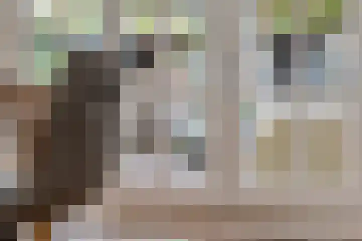 Verre Weiden 24 Rijen thumbnail 13