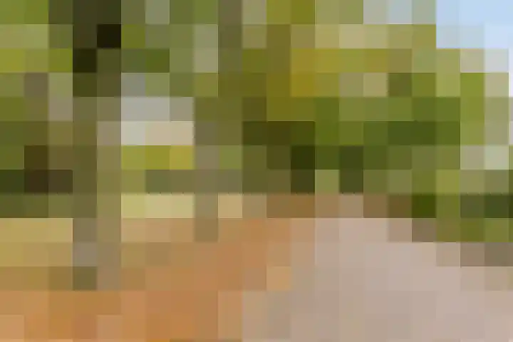 Verre Weiden 24 Rijen thumbnail 34