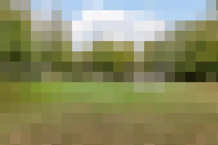 Verre Weiden 24 Rijen thumbnail 35