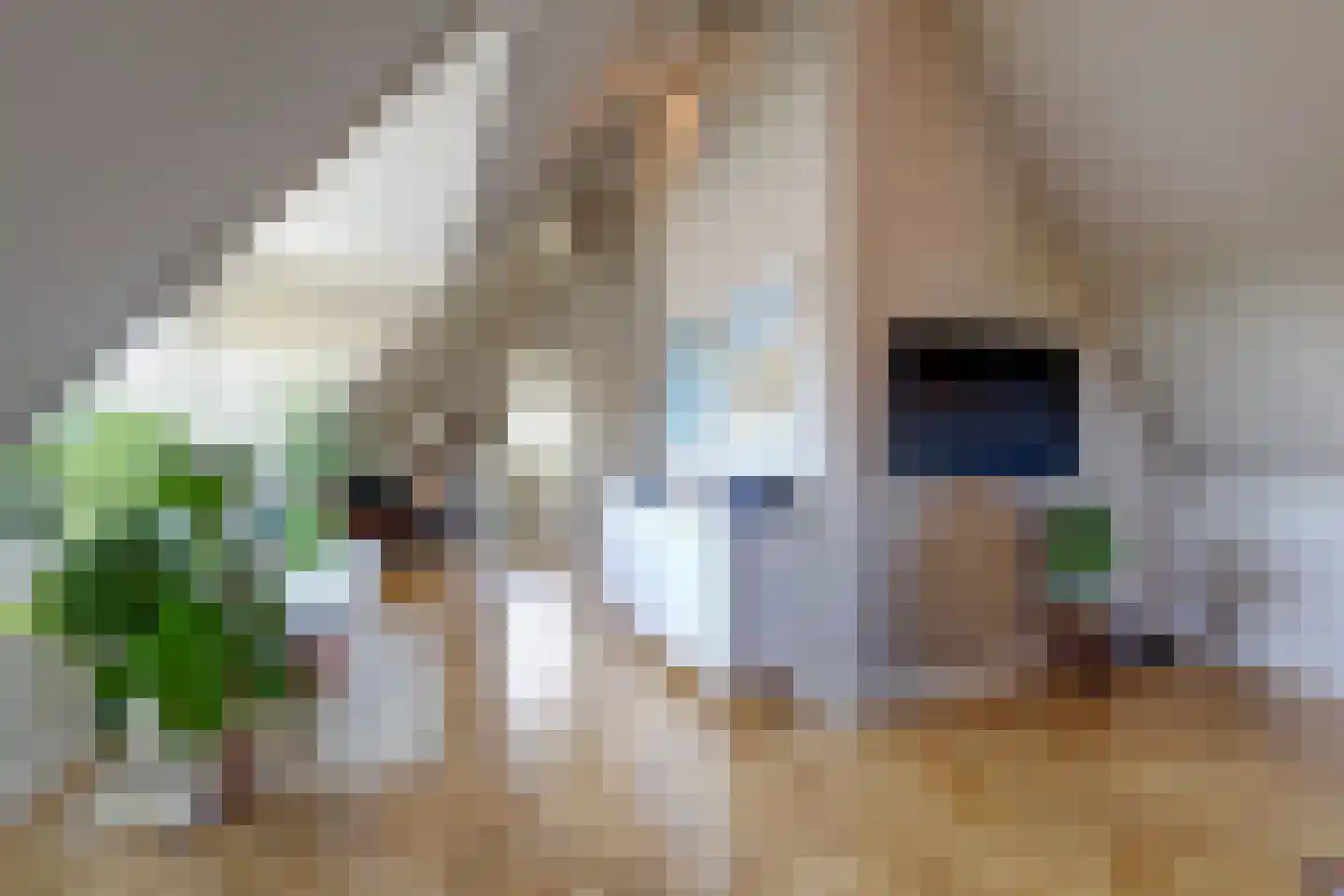 Versailles 42 Zevenhuizen thumbnail 36
