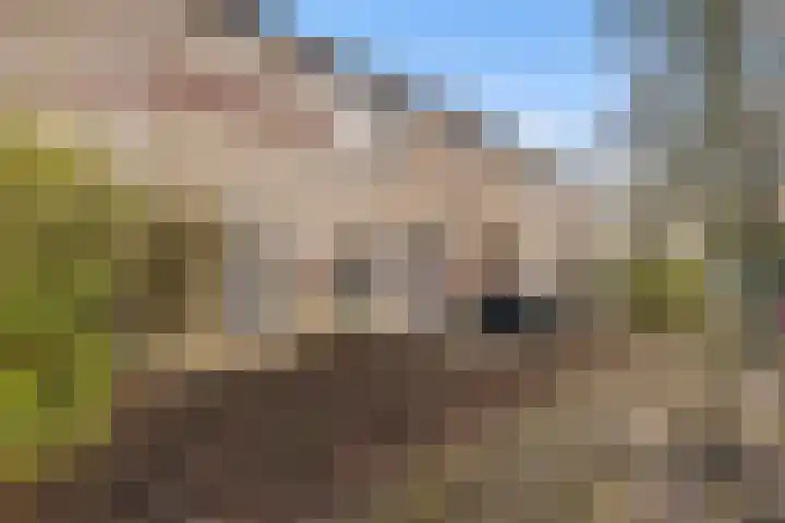 Verschansing 25 Rozenburg thumbnail 8