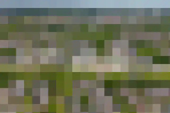Verwerakker 30 Koog aan de Zaan thumbnail 34