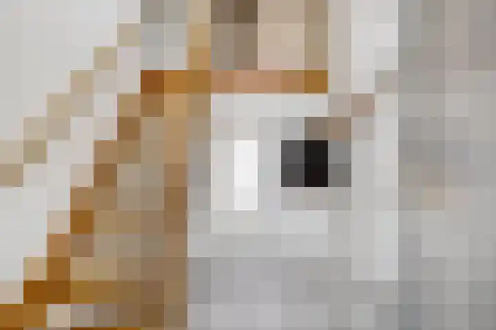 Verzetsheldenlaan 19 Eindhoven thumbnail 5