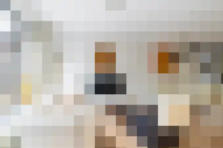 Vespasianusweg 6 De Meern thumbnail 5
