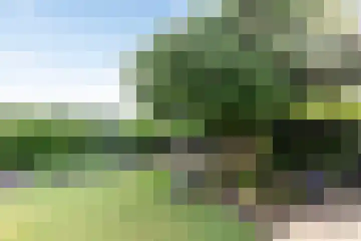 Vesselkampen 19 Eext thumbnail 46