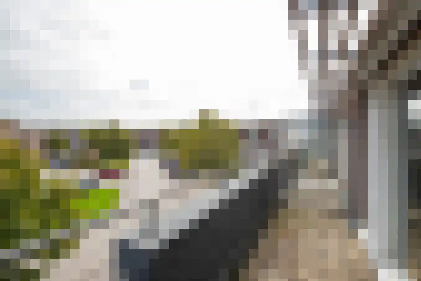 Vesta 25 Born thumbnail 25