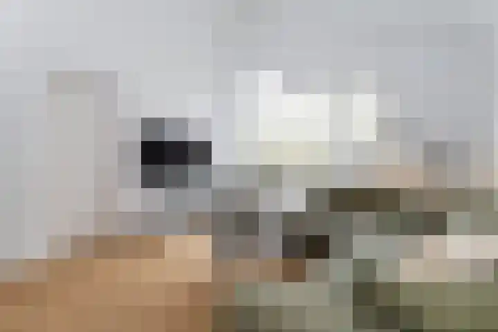 Vestahof 37 Rockanje thumbnail 20
