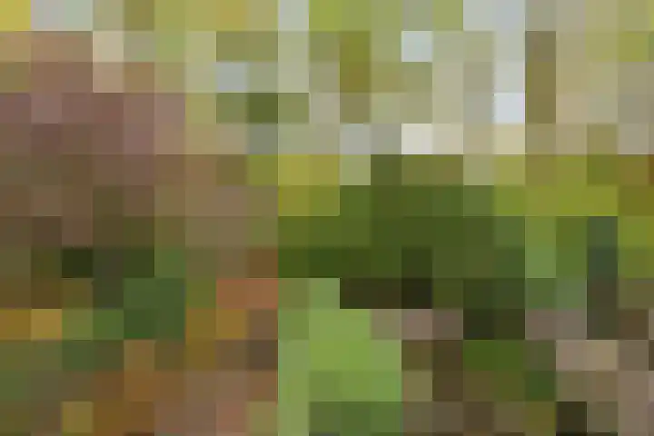 Vestapad 20 Son en Breugel thumbnail 25
