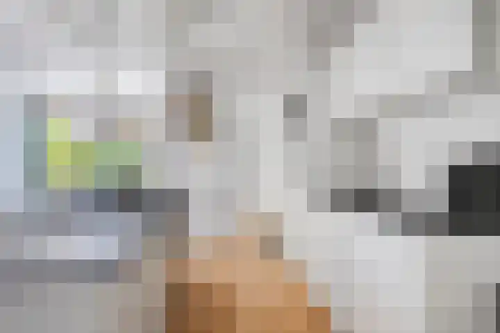 Vestdijkstraat 19 Hulst thumbnail 10