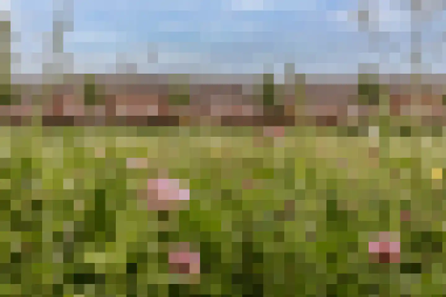 Vestesingel 13 Herten thumbnail 55