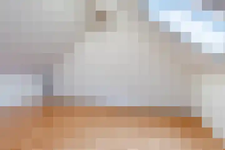 Vestetuin 33 Tholen thumbnail 24