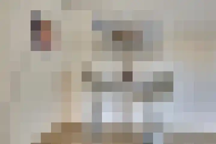 Vesting 37 Wijk bij Duurstede thumbnail 11