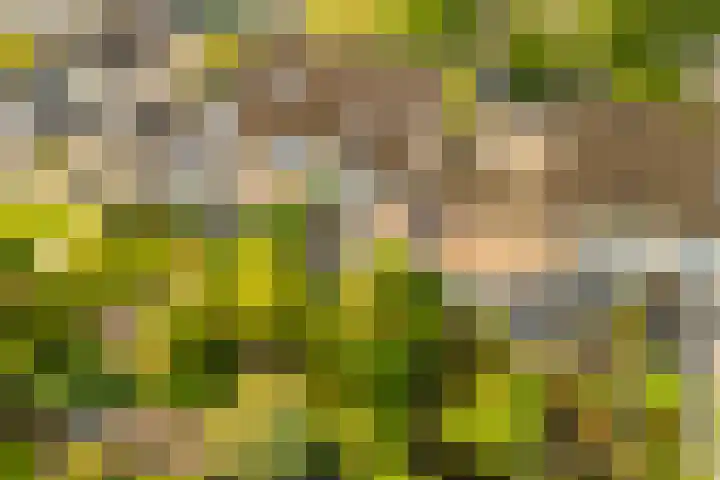 Vesting 5 Wijk bij Duurstede thumbnail 50