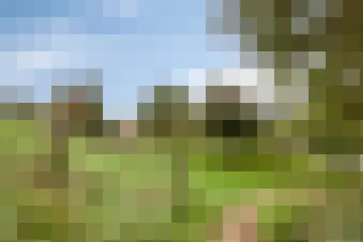 Vetkruid 14 Amersfoort thumbnail 24
