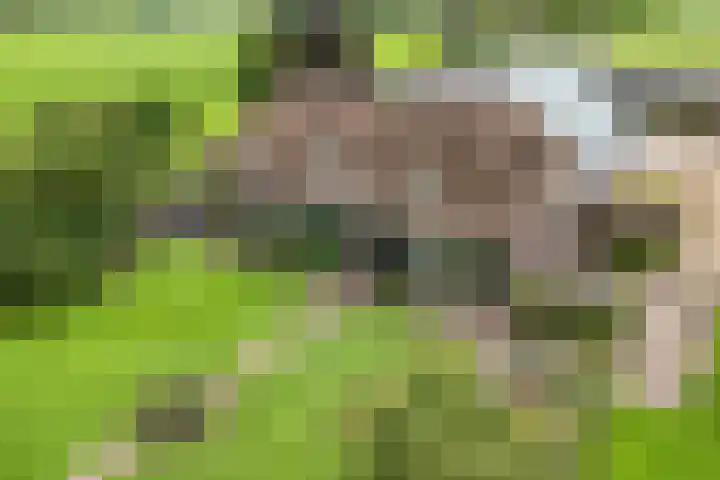 Vettewinkelweg 2 Wijhe thumbnail 5