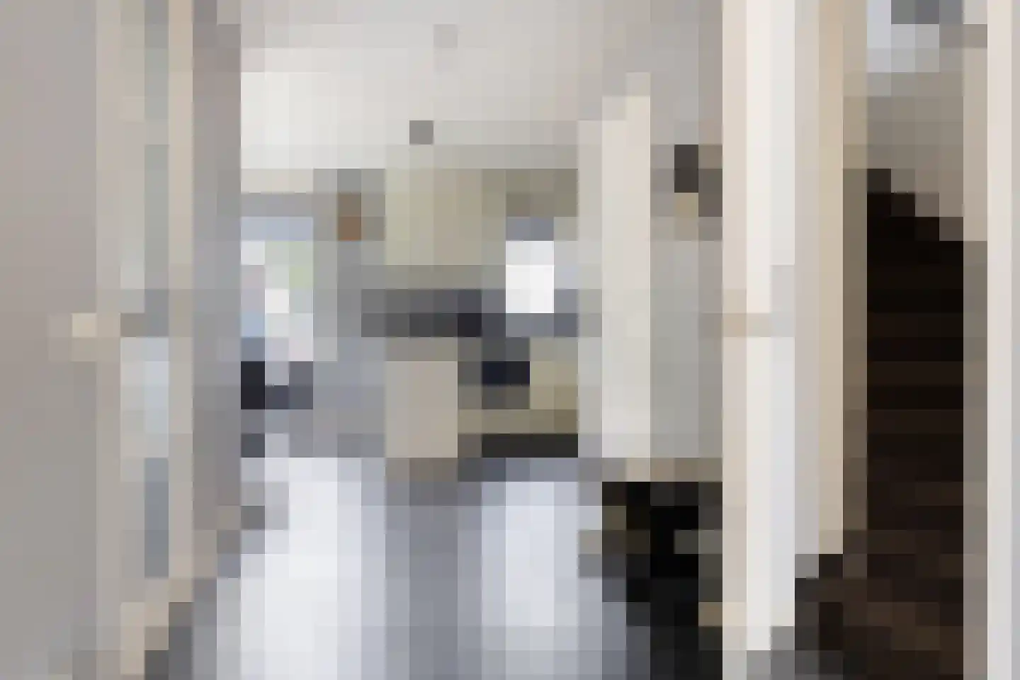 Vetwei 12 Velp thumbnail 13