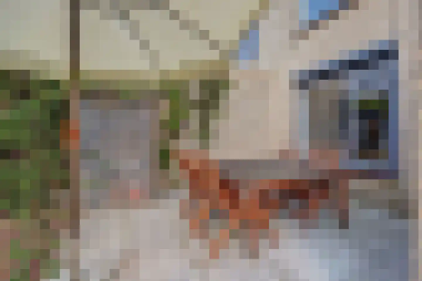 Veulenskampje 9 Millingen aan de Rijn thumbnail 40