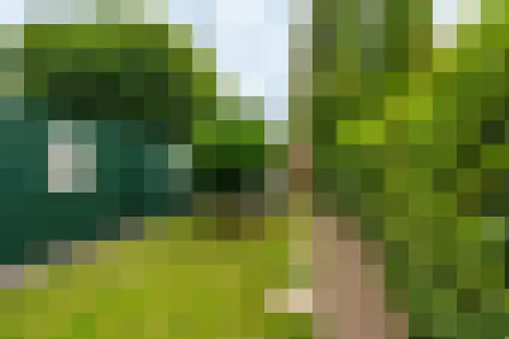 Veurste Rou 1 Blijham thumbnail 15