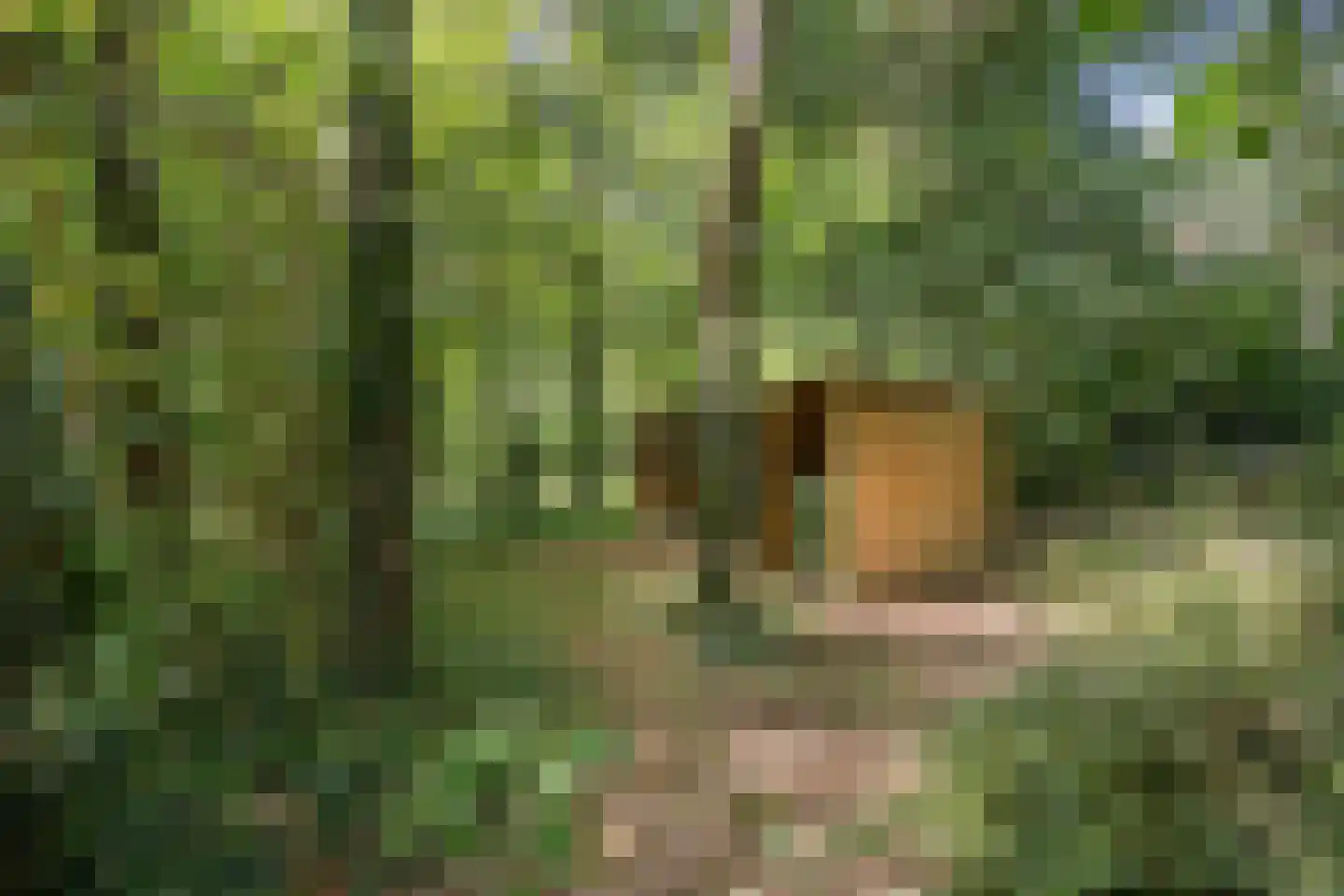 Vianenweg 202 Holten thumbnail 22