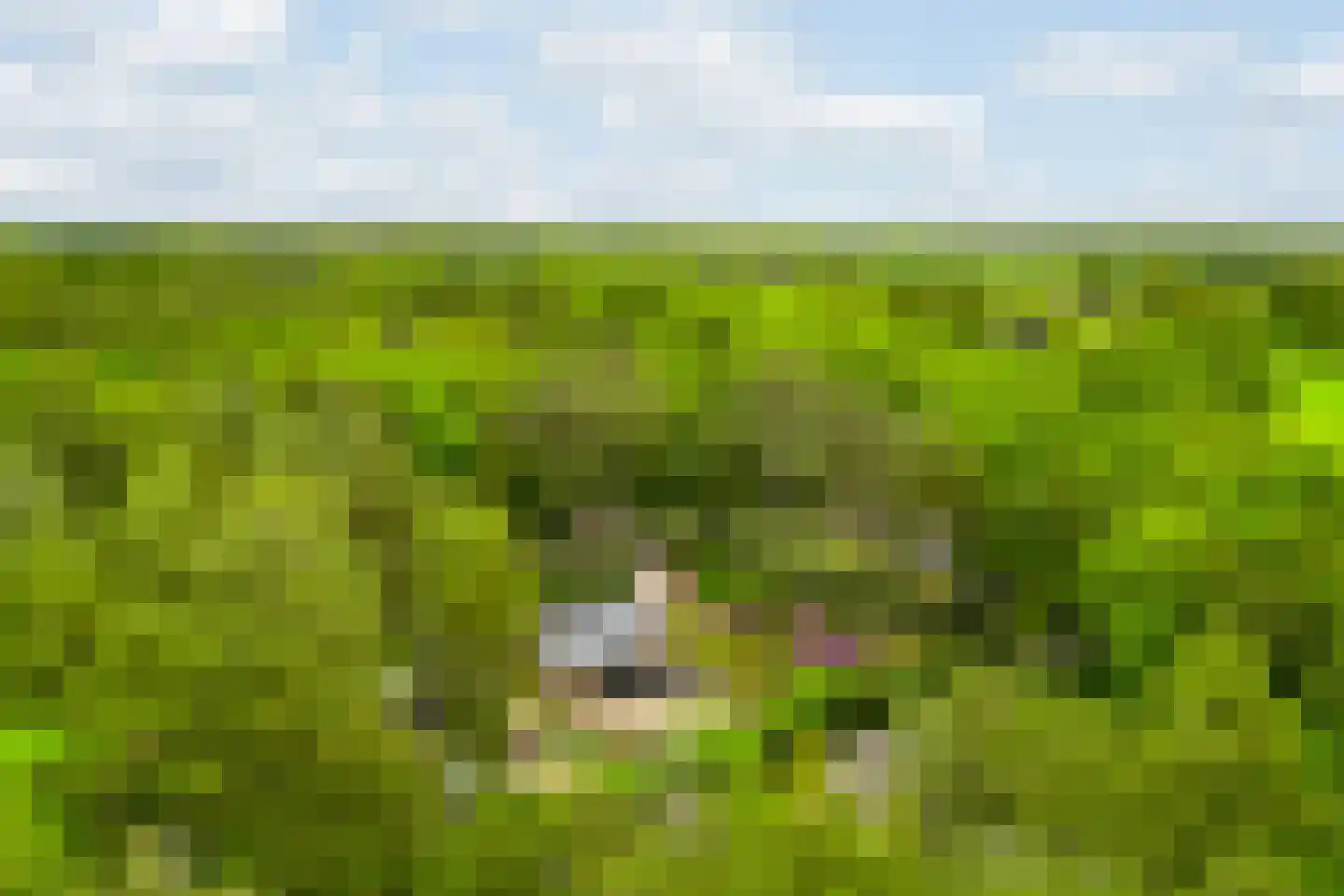 Vianenweg 253 Holten thumbnail 48
