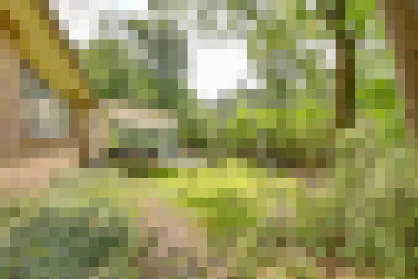 Vianenweg 50 Holten thumbnail 30