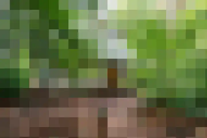Vianenweg 52 Holten thumbnail 4