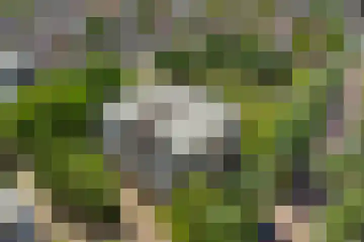 Victor de Bucklaan 40 Bladel thumbnail 39