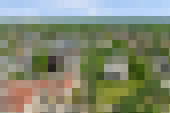 Victor de Bucklaan 40 Bladel thumbnail 6