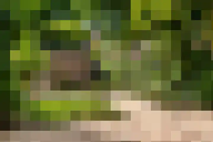 Vierde Buitenpepers 20 's-Hertogenbosch thumbnail 12