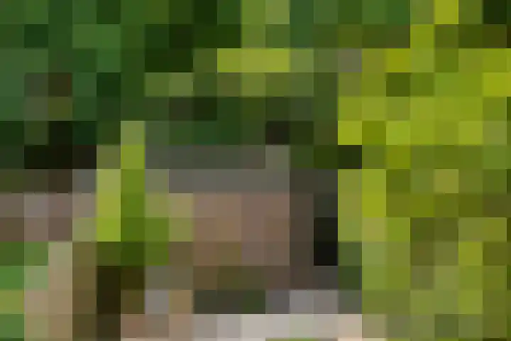Vierde Buitenpepers 20 's-Hertogenbosch thumbnail 28