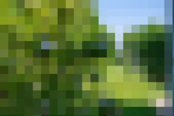 Vierde Buitenpepers 20 's-Hertogenbosch thumbnail 30