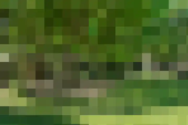 Vierde Buitenpepers 20 's-Hertogenbosch thumbnail 31