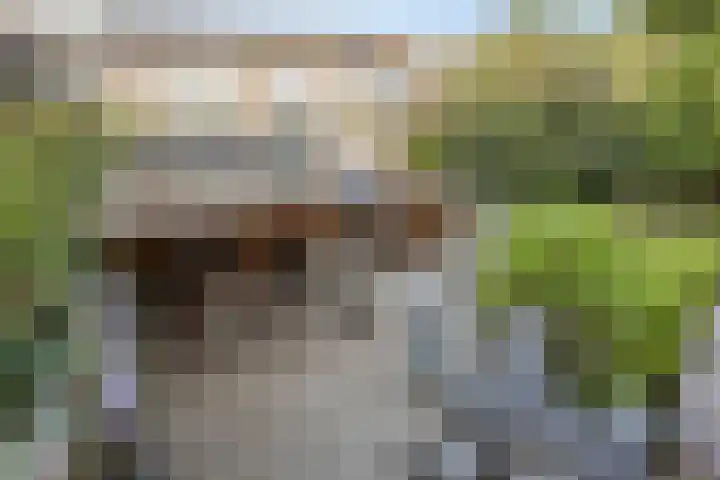Vierde Buitenpepers 32 's-Hertogenbosch thumbnail 18