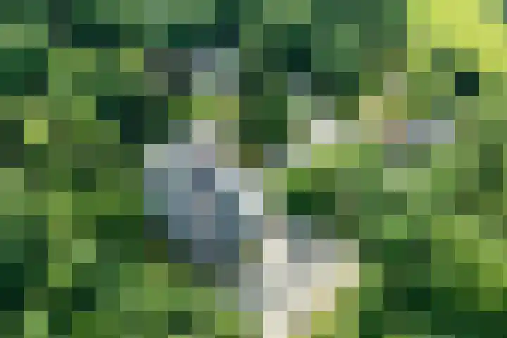 Viergrenzenweg 210 Vaals thumbnail 22