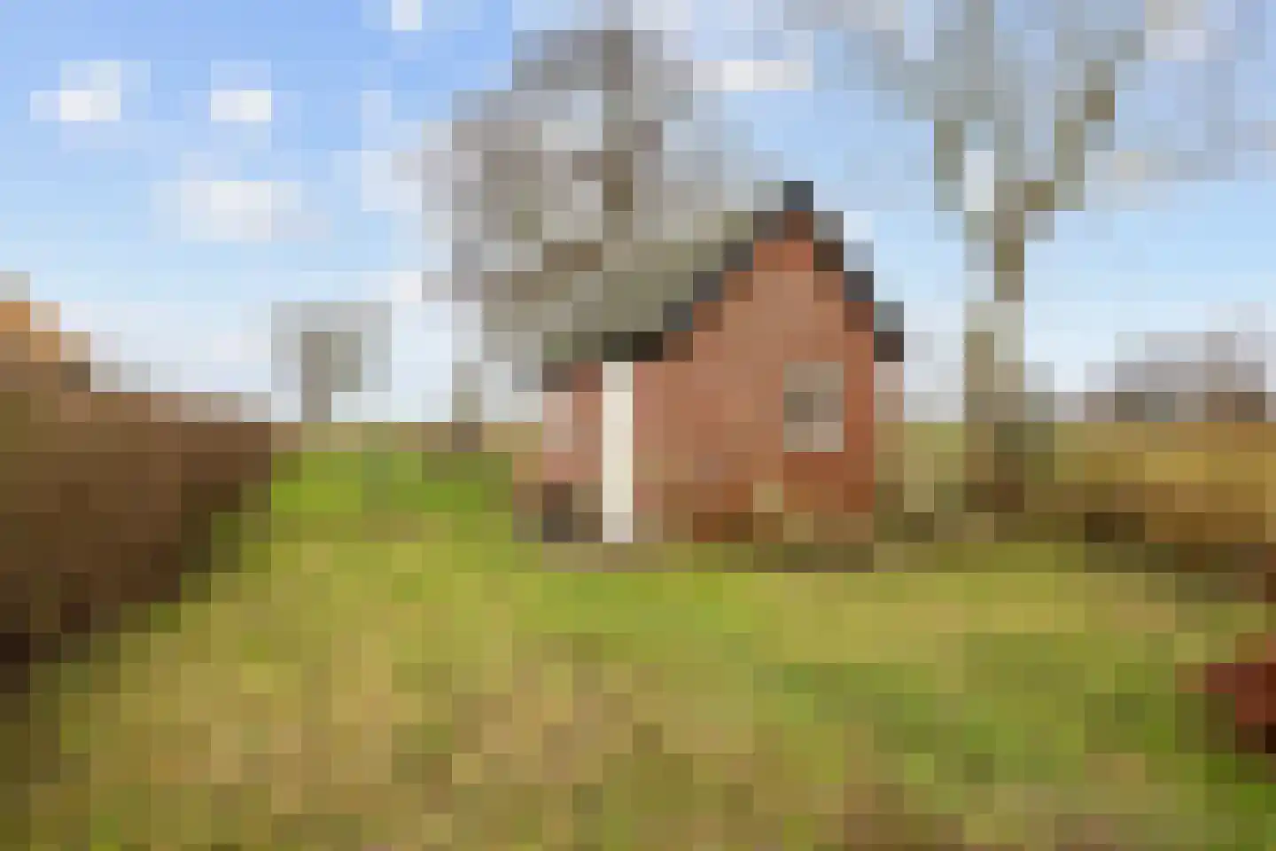 Vierhuizen 8 Schiermonnikoog thumbnail 50