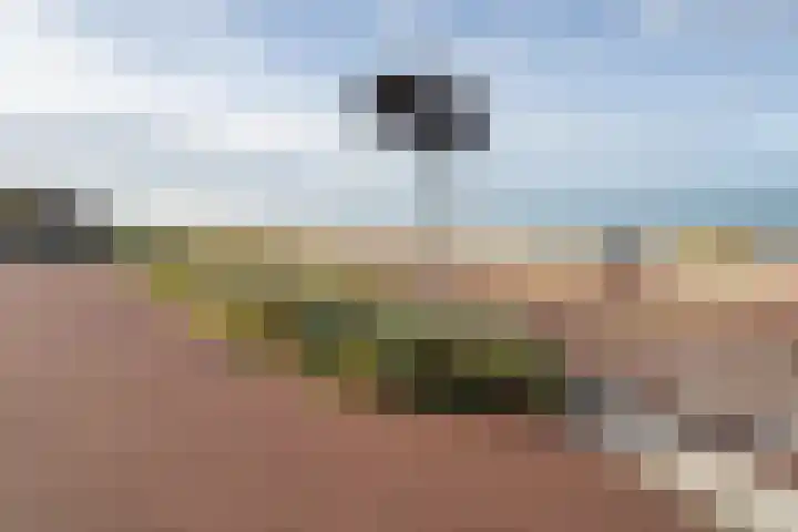 Vierloper 1 Den Haag thumbnail 21