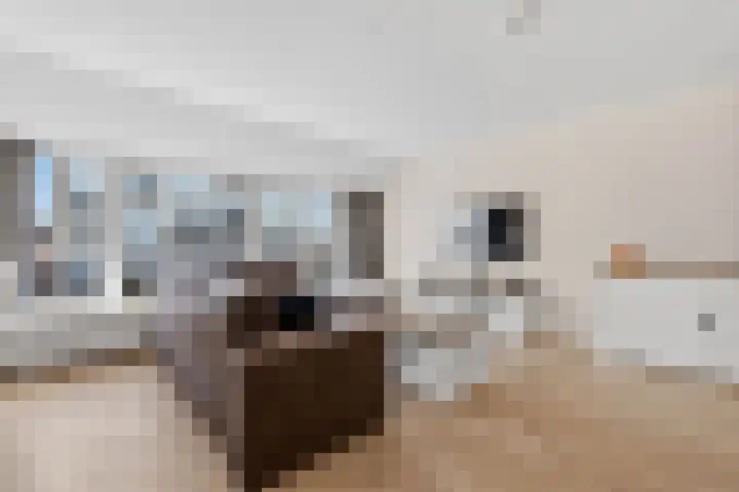 Vierloper 11 Den Haag thumbnail 5