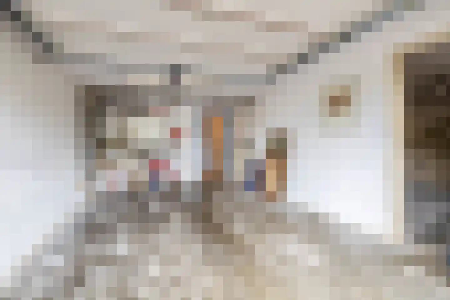 Vierpaardjes 20 Venlo thumbnail 22