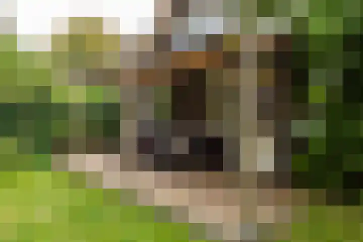 Vierschotenweg 14 't Loo Oldebroek thumbnail 117