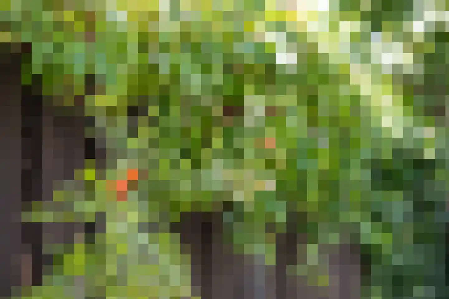 Vijfde Donk 21 's-Hertogenbosch thumbnail 35
