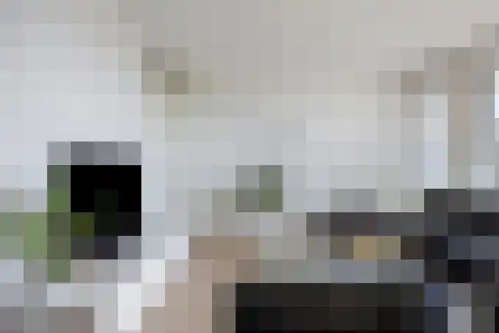 Vijfhagen 131 Breda thumbnail 17