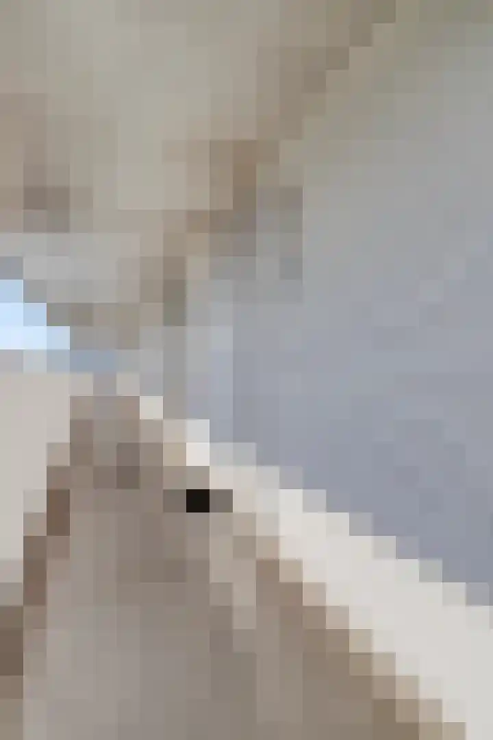 Vijfhagen 177 Breda thumbnail 8