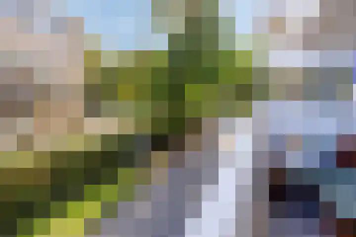 Vijfhagen 341 Breda thumbnail 42