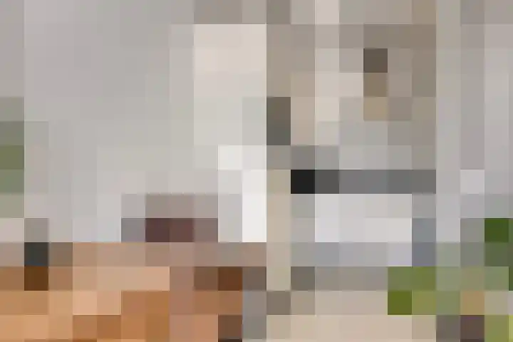 Vijfhagen 97 Breda thumbnail 20